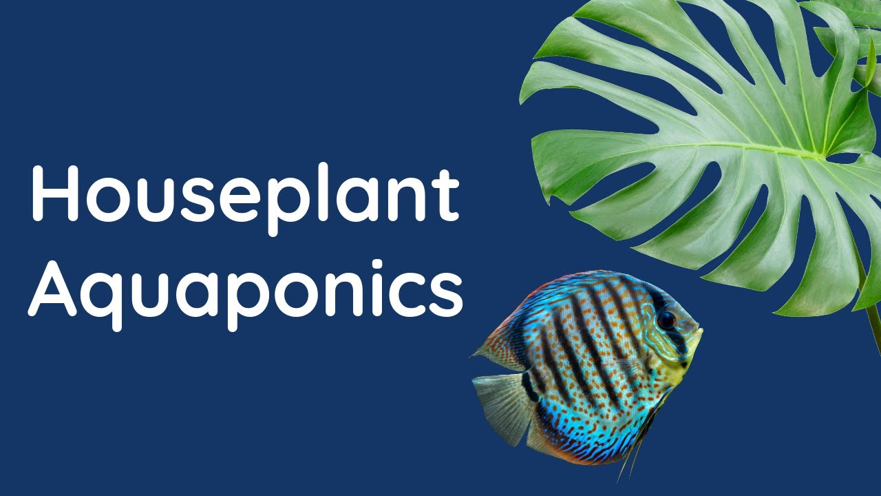 Эта аквапоническая система для выращивания дискусов монстера проработала год 🌿🐟 | День глубокой о...