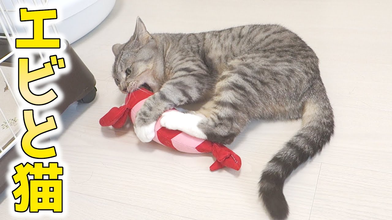 猫のケリケリはとても可愛い エビのケリグルミで遊ぶ猫 猫 かわいい Youtube
