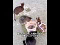小僧は野良猫のため、釣り好きからフルタイムの猫のお手入れ担当者へと変身した.#犬 #動物 #動物世界 #面白い #funny