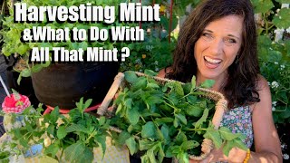 How to Harvest/Prune Mint & What to Do With All That Mint?🌱
