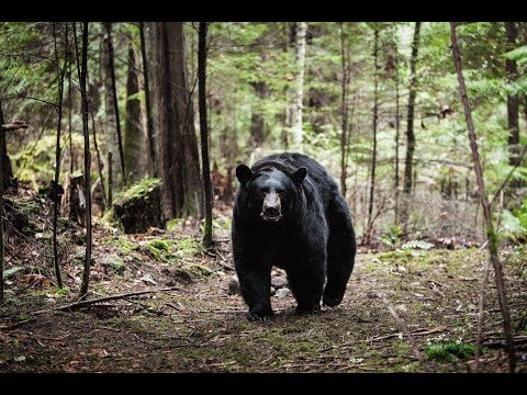 Трейлер - Роковой маршрут / Backcountry / 2014