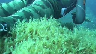 [Documentario] -tecniche di  Pesca Sub - Nei primi Quindici Metri sardegna 2011