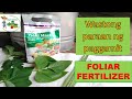 How Foliar fertilizer works (Tamang Pagaabono ng foliar fertilizer) : Agrigabay