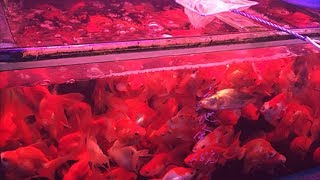 How Are These Goldfish Still Alive? Is This Overstocked?