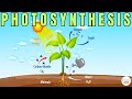 Photosynthesis and Plant Biochemistry Quiz