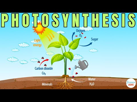 Видео: Как хлоропластите получават енергия от слънчевата светлина?