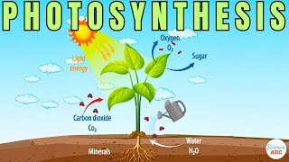 Photosynthesis: The Biochemistry Behind How Plants Make Their Food
