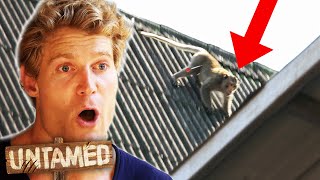 Rogue Monkey Must Be Caught Asap Untamed