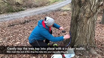 Making Maple Syrup (Part 1 of 2 - Tree Tapping)