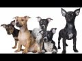 Secrets to Dog Training - Learn to teach your dog how to behave! Secrets to Dog Training - Learn to teach your dog how to behave!