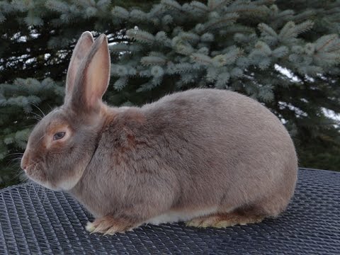 Видео: Шведский Заяц