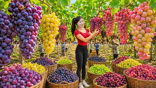 Harvesting 200KG Giant Wild Grapes To Market Sell Making 100-Year-Old Premium Grape Wine