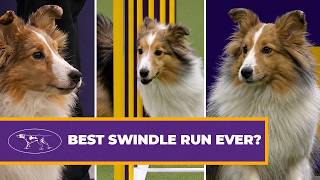Swindle the Shetland Sheepdog 🐾 | 3 Years of Westminster Agility Runs