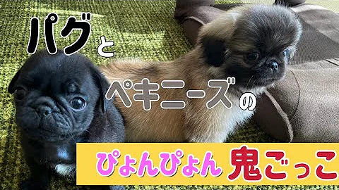 ペキニーズ かわい すぎる ペキニーズ かわい すぎる