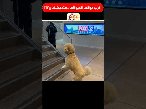 أغرب مواقف للحيوانات هتدهشك ج162