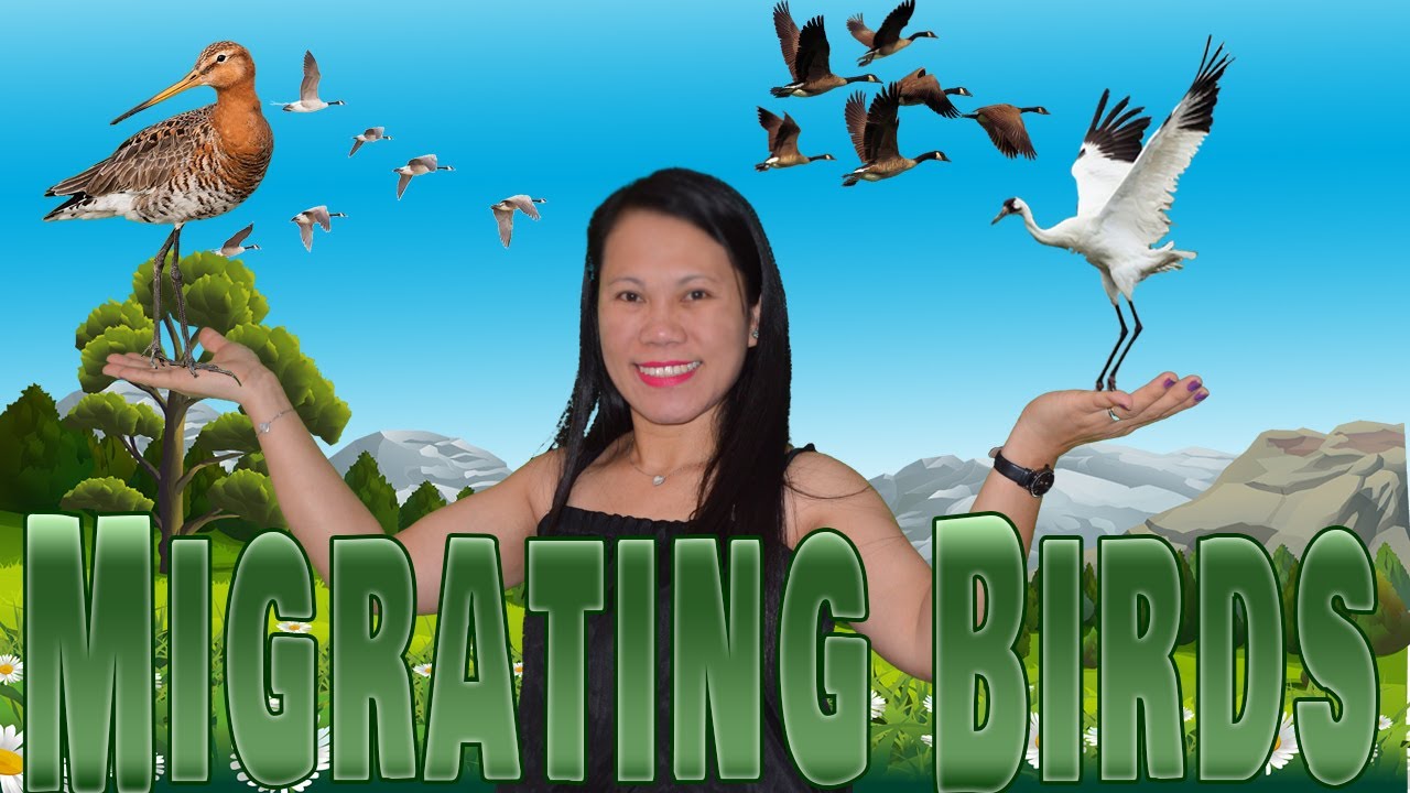 List of Migrating Birds around the world