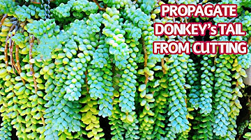 #268 NHÂN GIỐNG SEN ĐÁ CHUỖI NGỌC BI | CẮT CHUỖI NGỌC BI NHÂN GIỐNG | TRỒNG VÀ CHĂM SÓC SEN ĐÁ