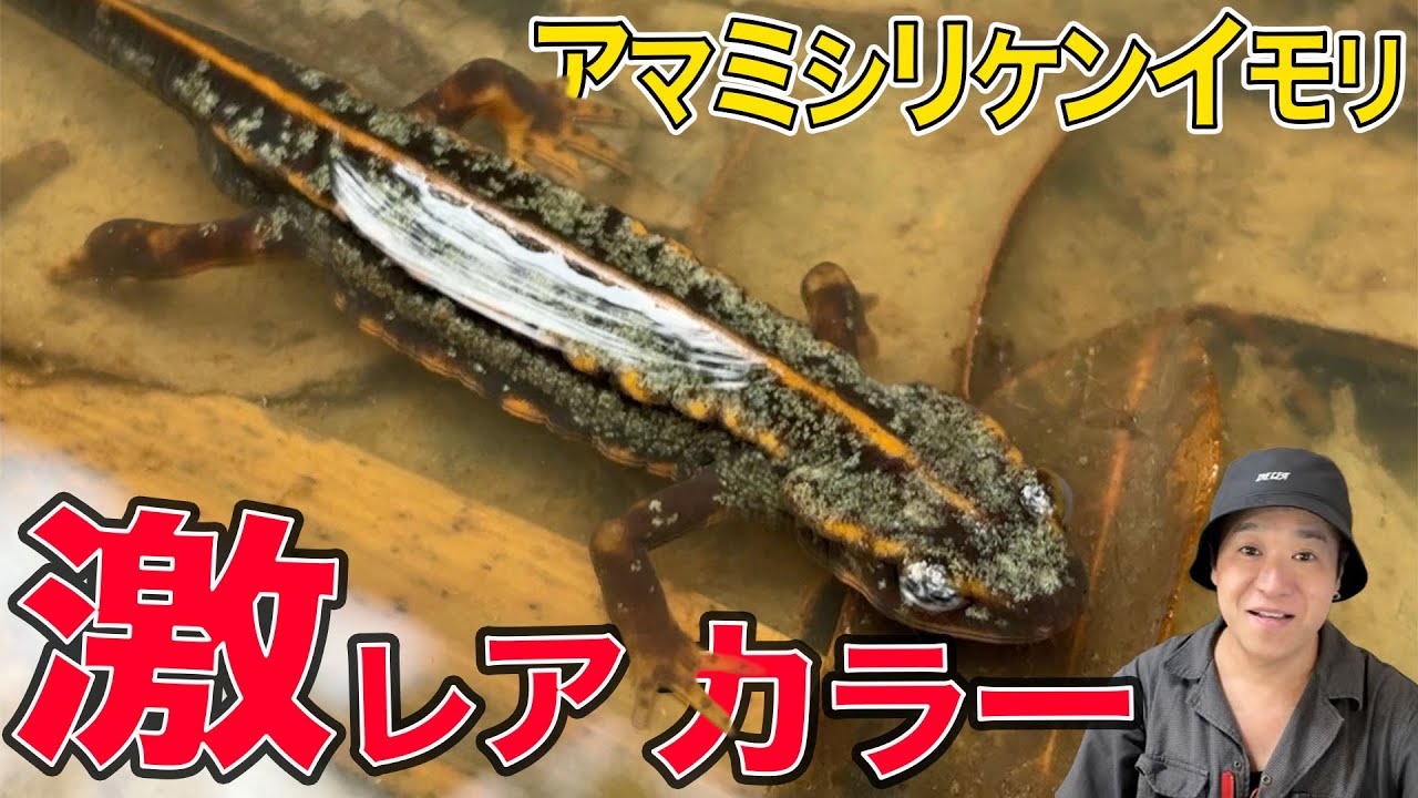 Extremely rare] A collection of creatures photographed by a