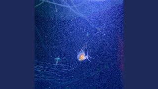 Download Lagu Herhaling MP3