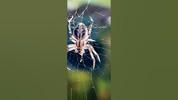 سورة العنكبوت آية 40 بصوت يريح القلب /ماتيسر من القرآن الكريم
