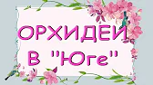 Орхидеи,узамба́рские фиалки,Самара🌺