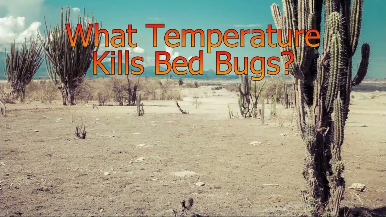 What temperature kills bed bugs bedbugrental youtube