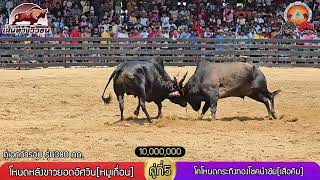 โหนดหลังขาวยอดอัศวิน [หมูเถื่อน] (แดง) VS โคโหนดกระทิงทองโชคนำชัย [เสือคิม] (น้ำเงิน)