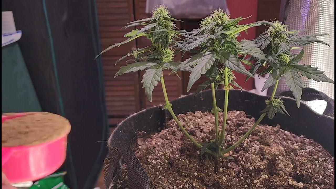 MarsHydro FC6500 run..top dressing autoflowers in early flower. YouTube