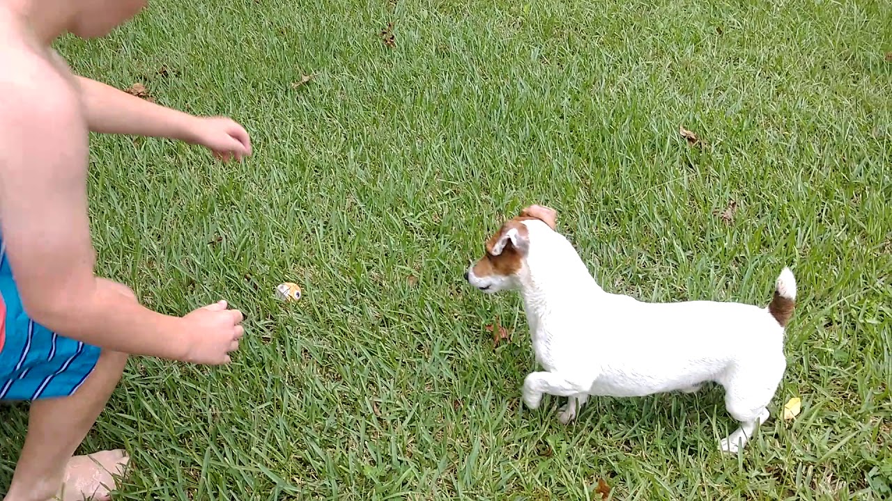 Hope Ralph Playing Ralph playing with a ball - YouTube