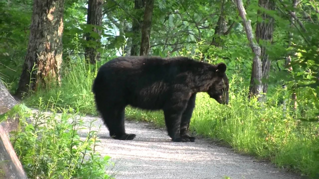 Black Bear with Cub - Encounter in Smoky Mountains (May 2011) - YouTube