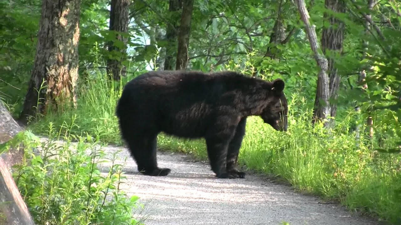 Image result for picture of bear who crashed suv in colorado