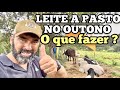 A PIOR ÉPOCA DO LEITE A PASTO | COMO RESOLVER O PROBLEMA DO OUTONO