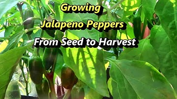Growing Jalapeno Hot Peppers from seed to harvest