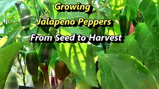 Growing Jalapeno Hot Peppers from seed to harvest