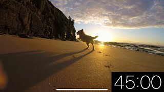 45 Minute Timer - Adorable Dogs