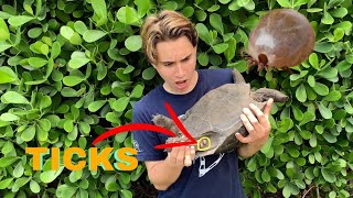 PULLING MASSIVE TICKS OFF TORTOISES!!