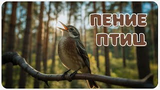 Пение птиц в утреннем лесу — музыка для души и отдыха