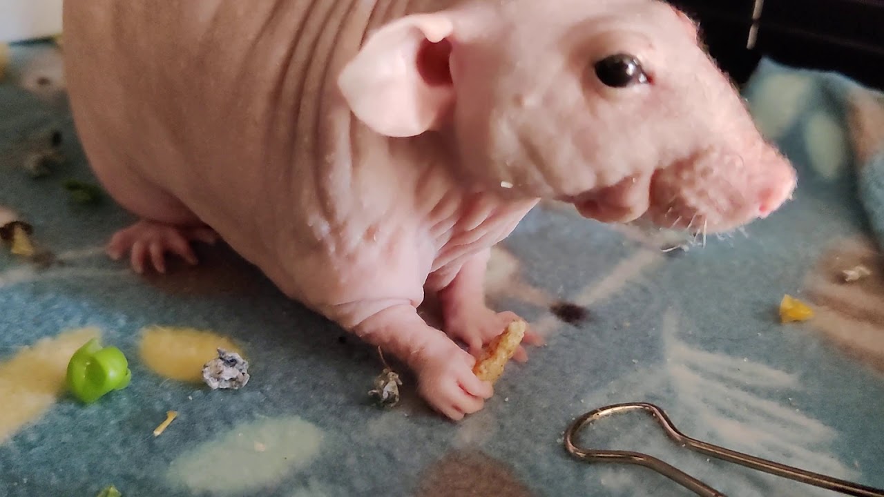 Hairless Rat Phil Eating - YouTube