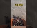 azadi mil gai #bollywood #shortvideo #funny #kachabadam #kacermania