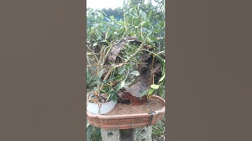 quất tết đẹp phục vụ 2024,quất cảnh giá vài triệu đến hàng chục triệu năm 2024