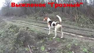 Заяц и гончие 20180309 Краснодарский край Заяц и гончие 20180309 Краснодарский край