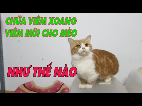 Video: Viêm Mũi Và Xoang ở Mèo