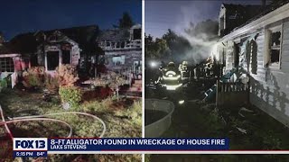 8-foot alligator found dead in wreckage of Lake Stevens house fire | FOX 13 Seattle