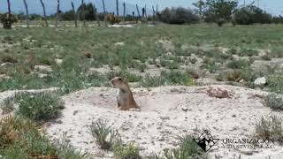 Monitorreo del Perrito Llanero Mexicano