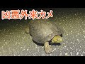 沖縄に居てはいけないカメ【野生生物観察ドキュメンタリー】