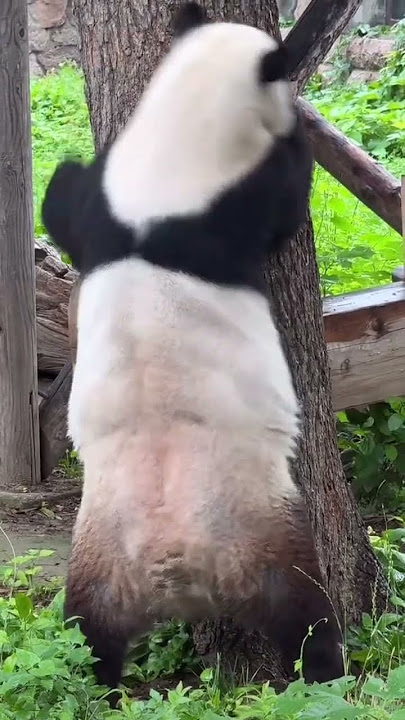Meng Er's set of movements is agile, smooth and silky #panda #cute #giant panda #cutepanda #bear