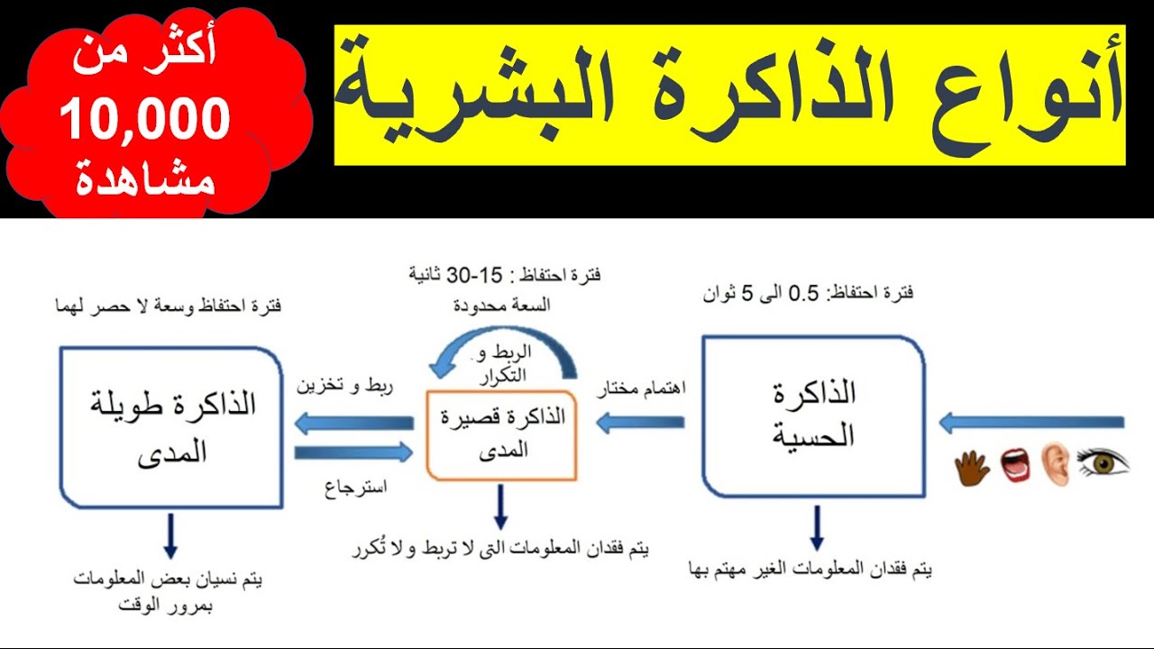 أنواع الذاكرة البشرية  #الذاكرة  #الذاكره #أنواع_الذاكرة