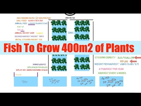 aquaponics how many fish per plant - aquaponic