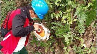 PANDUAN LENGKAP❗TRUNK INJECTION STHIL PENGENDALIAN HAMA ULAT KANTONG TANAMAN KELAPA SAWIT