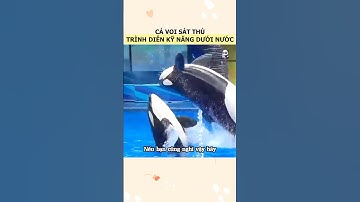 Cá voi sát thủ trình diễn kĩ năng dưới nước